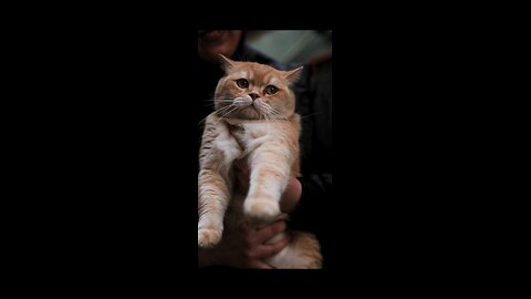 “Angry Cat’s Warning!”"Don’t mess with royalty 😾👑 #CatQueenMode"