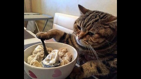 A selection of funny moments with animal #7