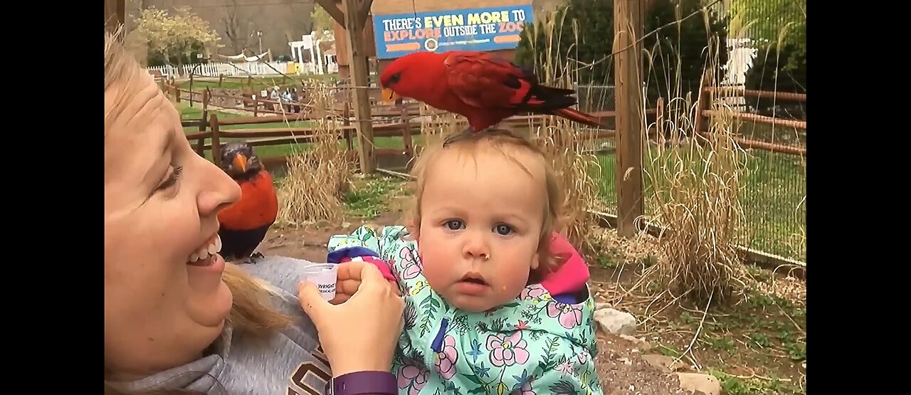 Laugh Trigger: Crazy antics at the Zoo - Funny Compilation
