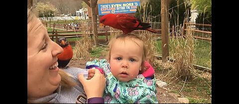 Laugh Trigger: Crazy antics at the Zoo - Funny Compilation