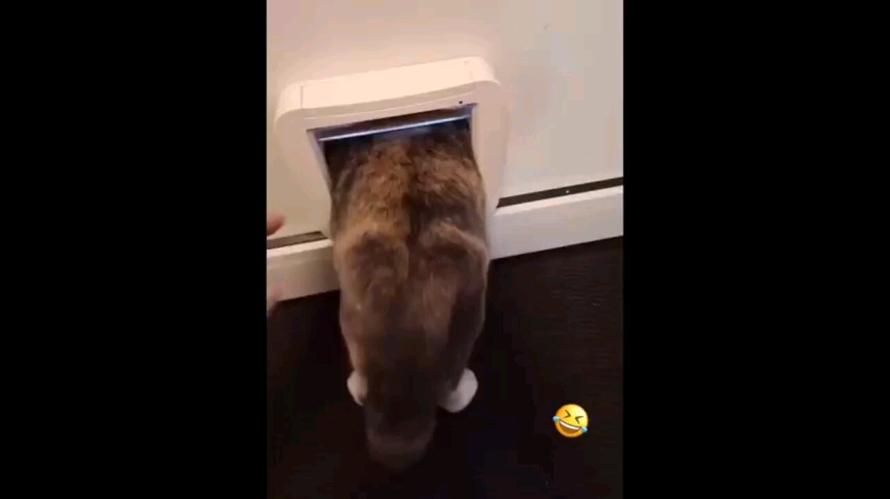 Funny Cats and Dogs