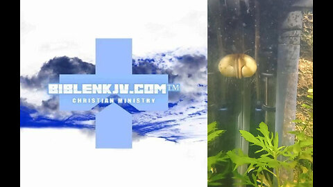 BIBLENKJV.COM™ 🛐 THE MYSTERY SNAIL #FISHCAM