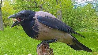 Hooded Crow Hand Feeding, This Time I Approach the Crow