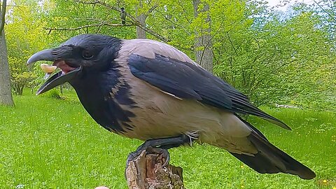 Hooded Crow Hand Feeding, This Time I Approach the Crow