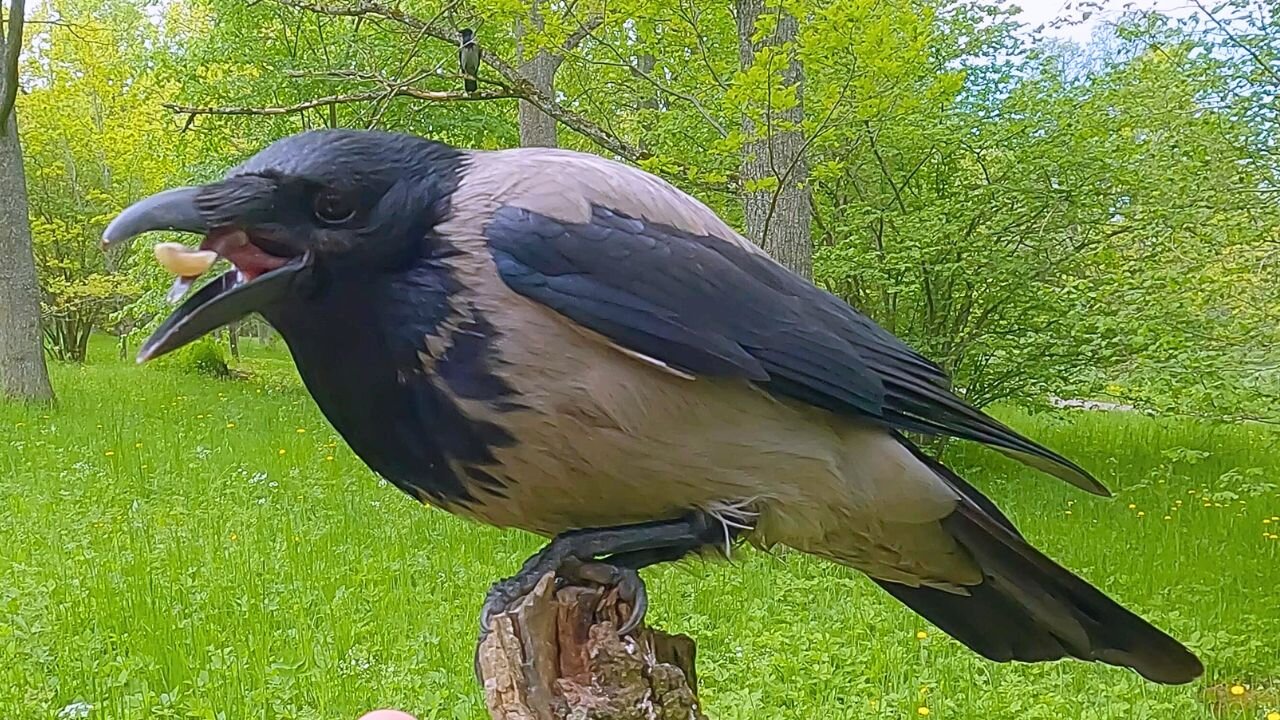 Hooded Crow Hand Feeding, This Time I Approach the Crow