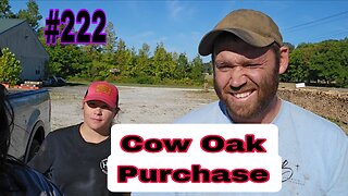 Meet Logger Jesse‼️ Huge Cow Oak❗️