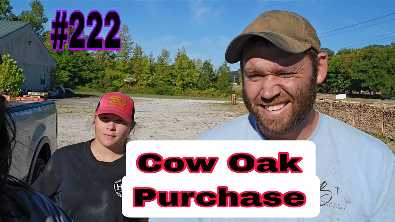 Meet Logger Jesse‼️ Huge Cow Oak❗️