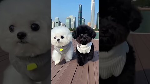 Funny Viral Animal Videos Compilation - N2
