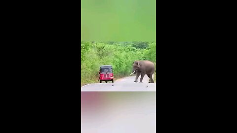 wild elephant