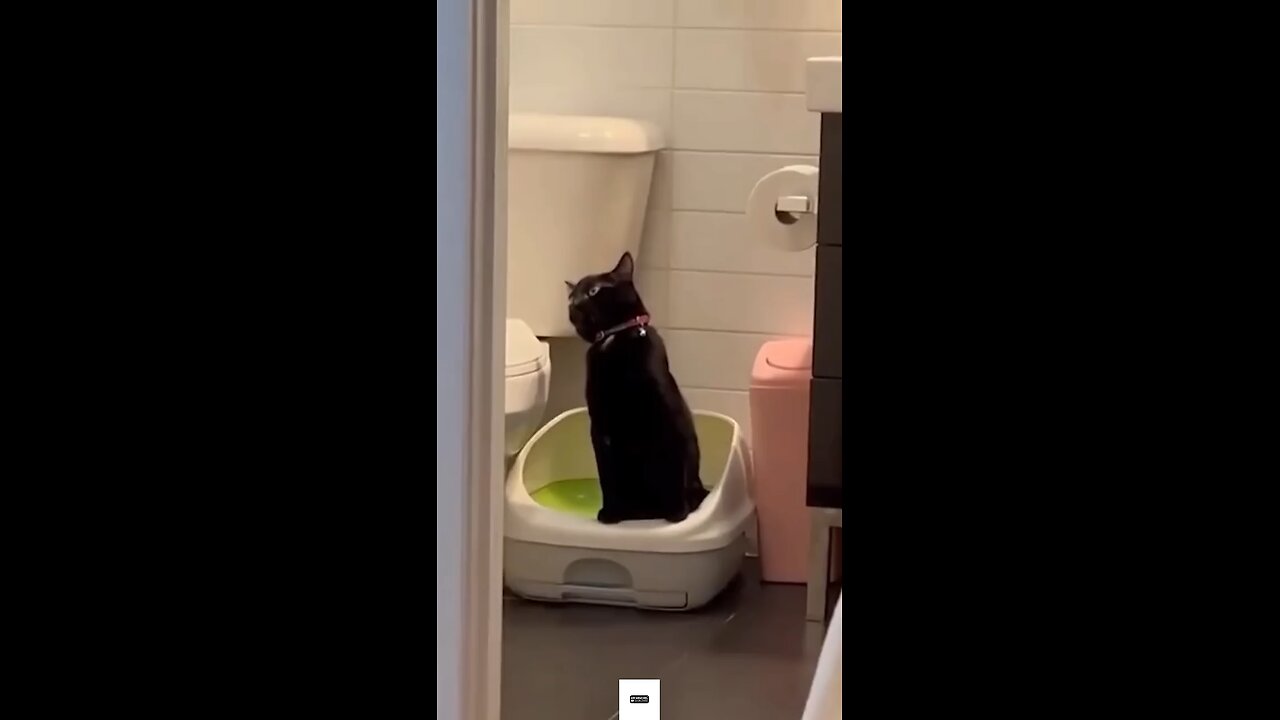 Pets in action #pets #animals #funny #trendingvideos