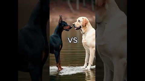 Rottweiler Puppy vs Pitbull puppy
