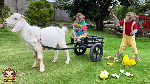 YinYin sadly takes goat to find YoYo Jr when YiYi breaks the piggy bank