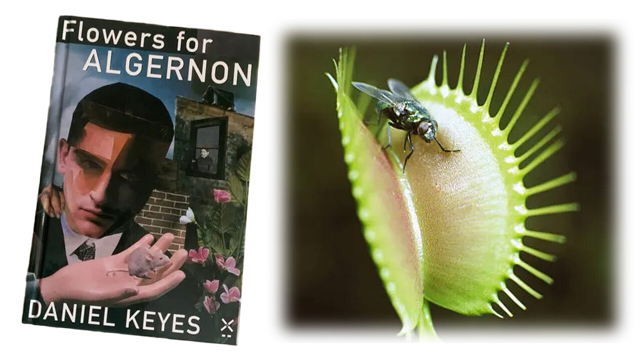 'Flowers for Algernon' (1966) by Daniel Keyes