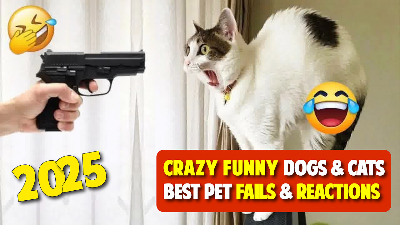 Crazy Funny Dogs & Cats 2025 🐶😼 | Best Pet Fails & Reactions