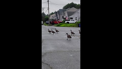 Silly Geese