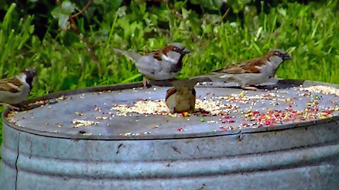 IECV NV #788 - House Sparrows Eating Seeds On The Old Wash Basin 4-2-2019