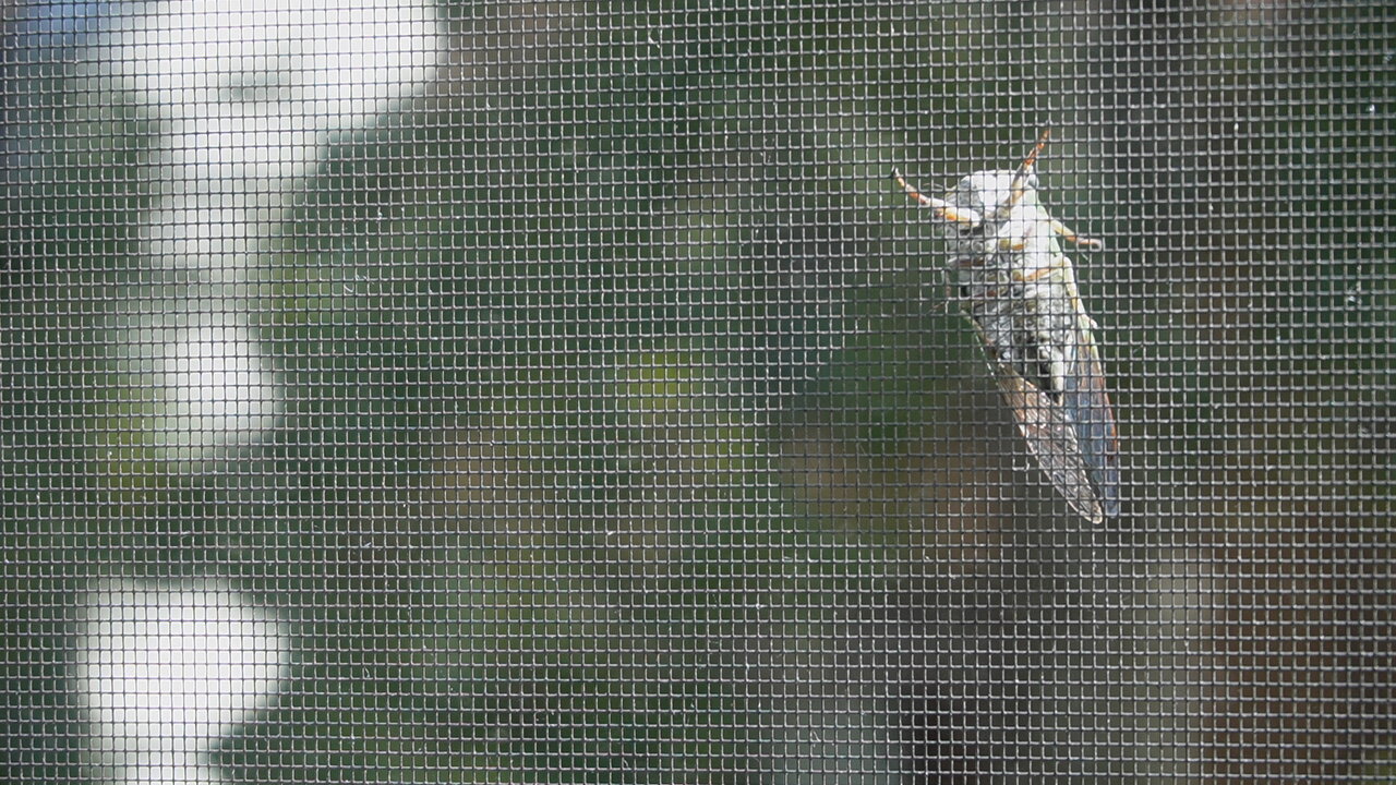 Cicada (disambiguation)