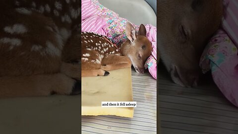 The deer fell asleep on the road and the men saved him