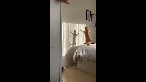 Cats - Funny.