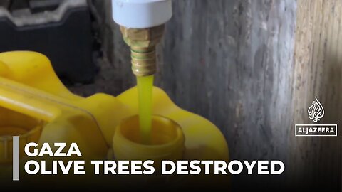 Olive trees tie Palestinians to their land: One million of Gaza’s 1.1 million trees destroyed