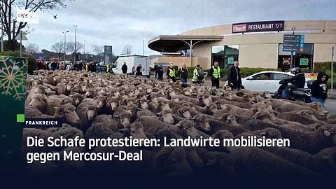Die Schafe protestieren: Landwirte mobilisieren gegen Mercosur-Deal