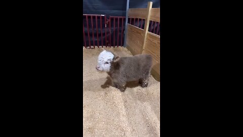 Sapi ini Malu Di Rekam Pemilik
