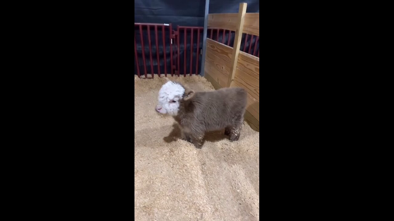 Sapi ini Malu Di Rekam Pemilik