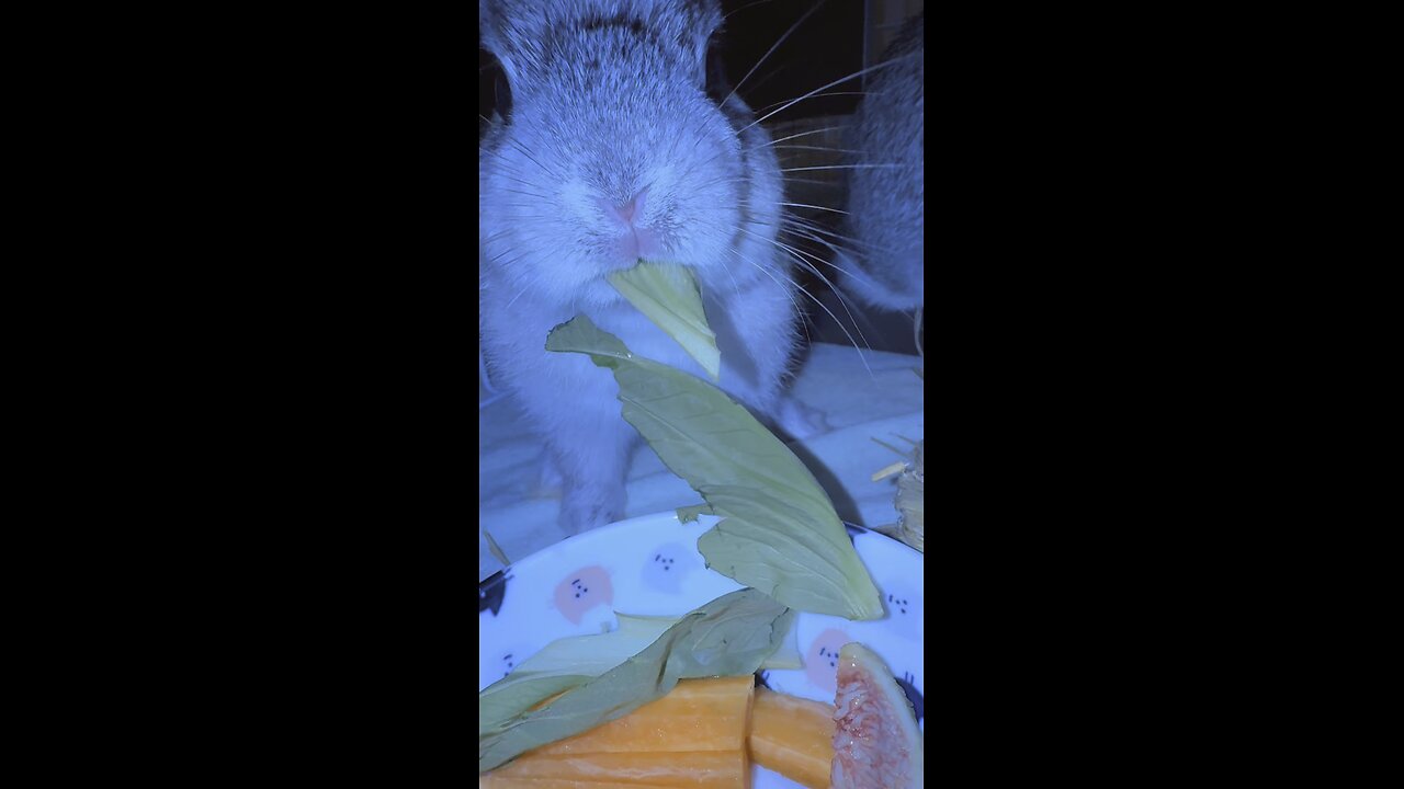 Eat food🤣🐰🐰