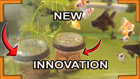 New innovation in goldfish care