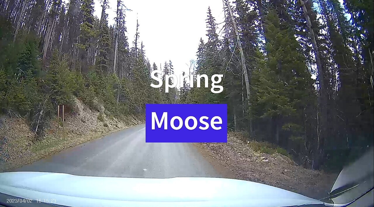 Montana Moose in the Spring