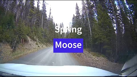 Montana Moose in the Spring