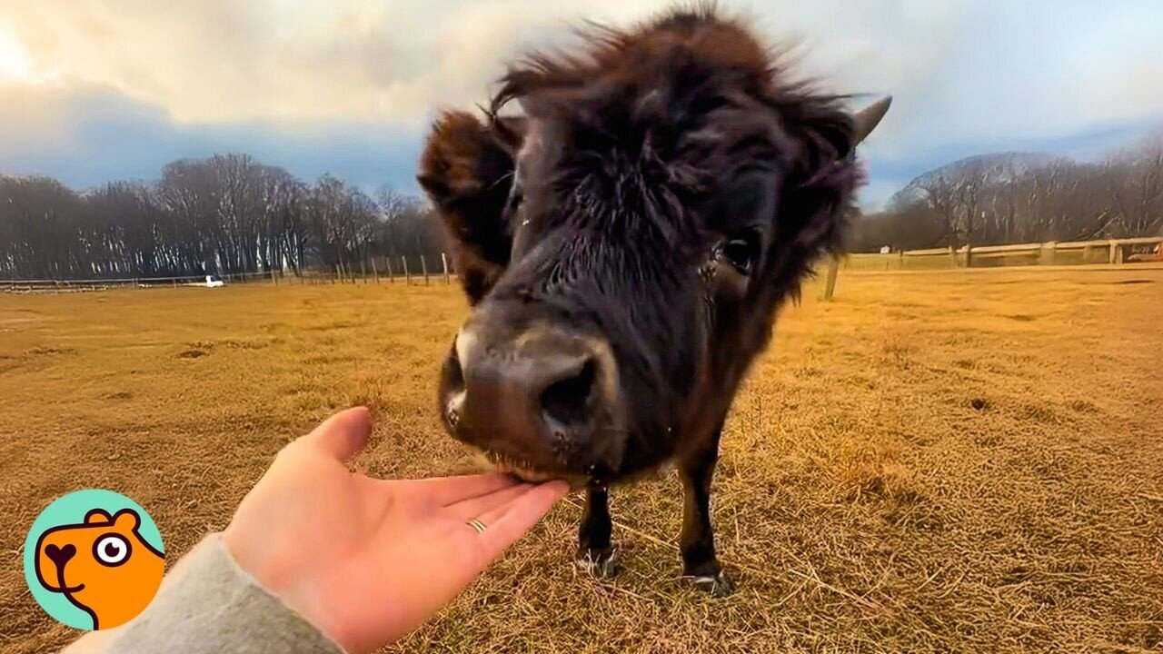 Mini Cow Adopts Abandoned Sheep And Never Leaves Her Side | Cuddle Buddies
