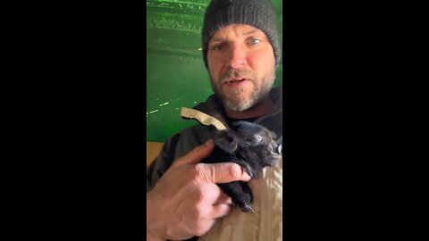 Brain Injury, Change, and Baby Pigs | Keep Showing Up