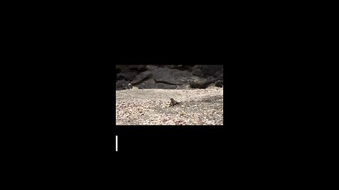 Marine iguana vs Beach snakes