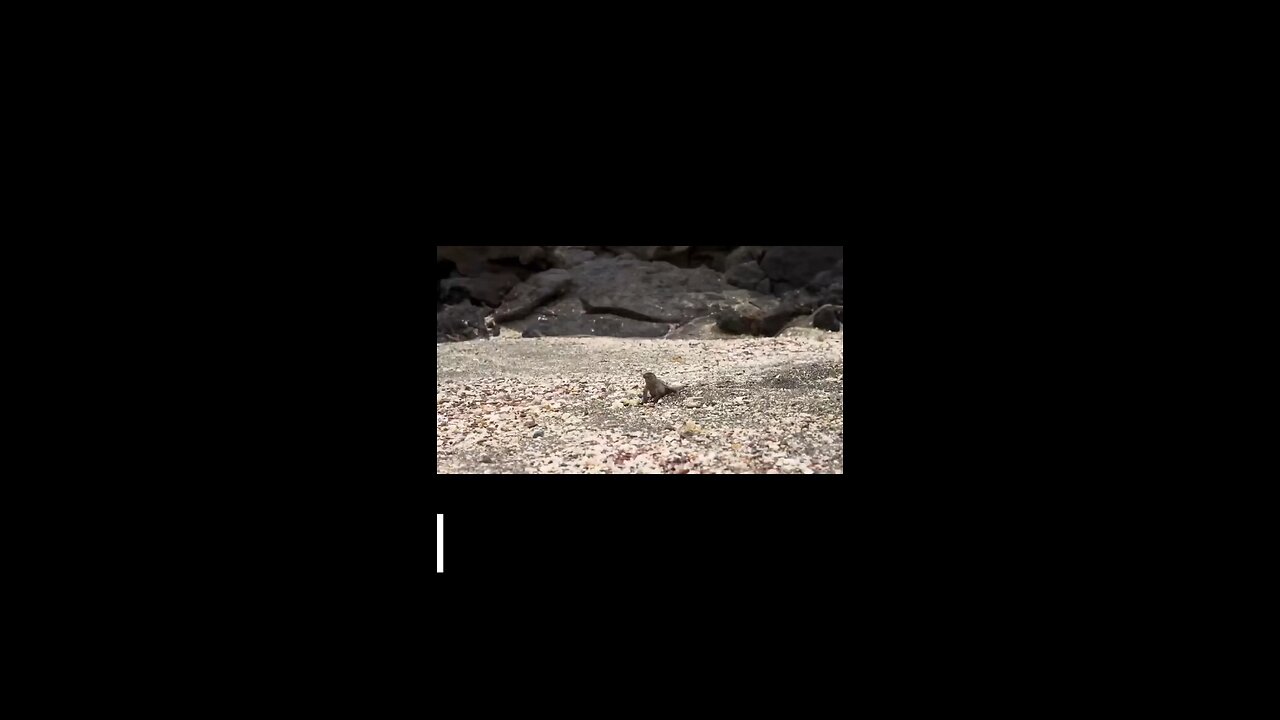 Marine iguana vs Beach snakes