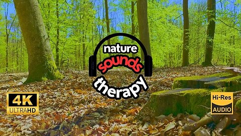 Pure Sound of Spring Forest; Birdsong Far From Civilization's Noise