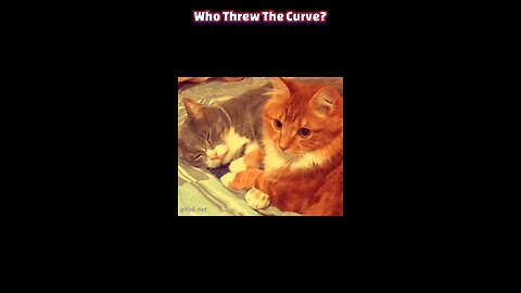 Unlocking Your Cat’s Secret Life: 5 Things Your Feline Isn’t Telling You
