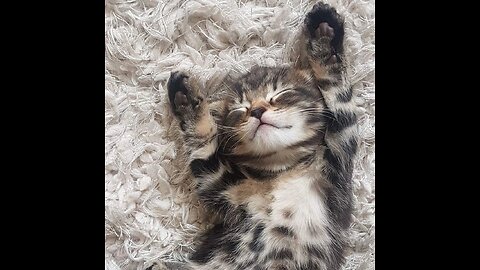 😍😽😻funny and cute cat😍😽😻
