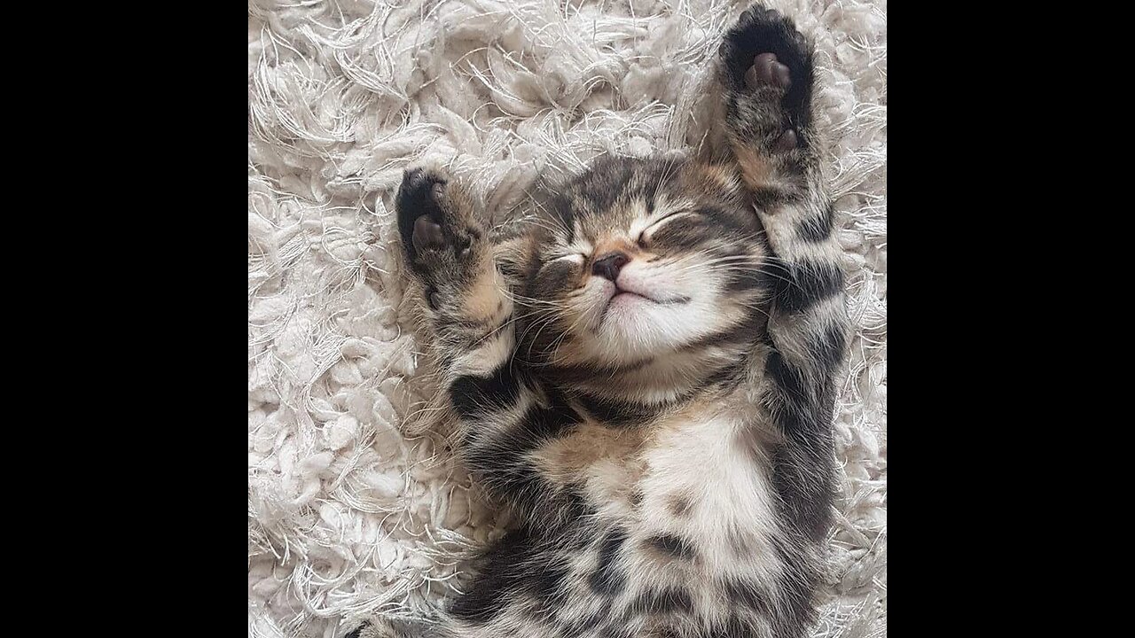 ๐๐ฝ๐ปfunny and cute cat๐๐ฝ๐ป