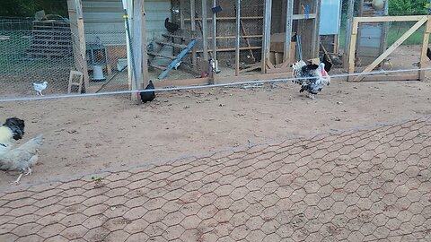Checking on the chickens and the garden.