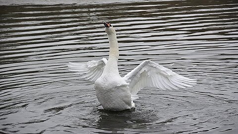 The Swan Who Brought the River Back 🌊🦢 | A Magical Tale of Hope