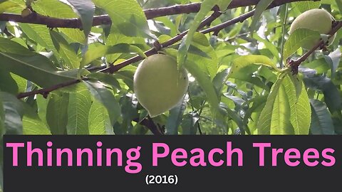 Thinning Peach Trees