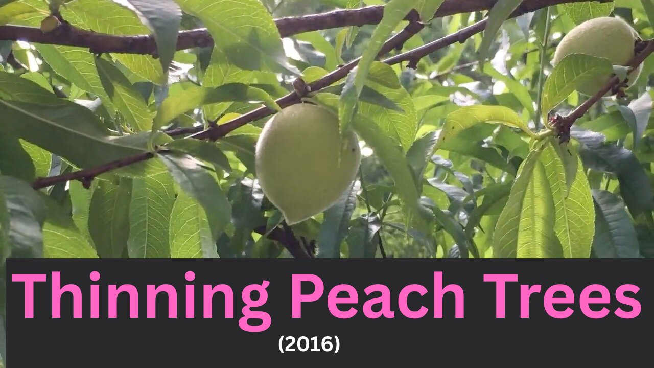 Thinning Peach Trees