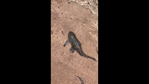 crocodile fish