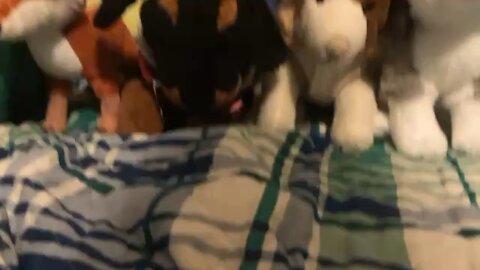 Fox all stuff animals love little problems