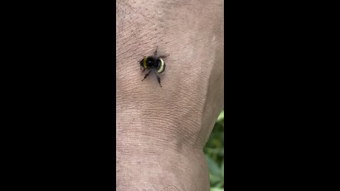 Bumblebee on the leg