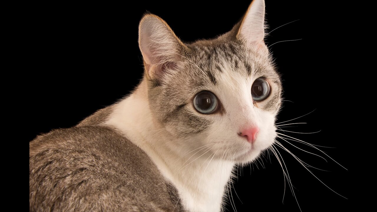 Funny and Cute Cats Collection - Part 32
