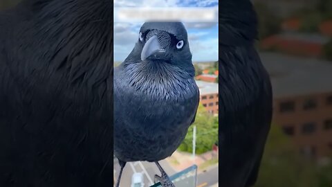 The raven has become the best friend of a woman