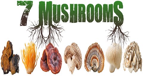 7 Mushrooms Herbal Extract Review