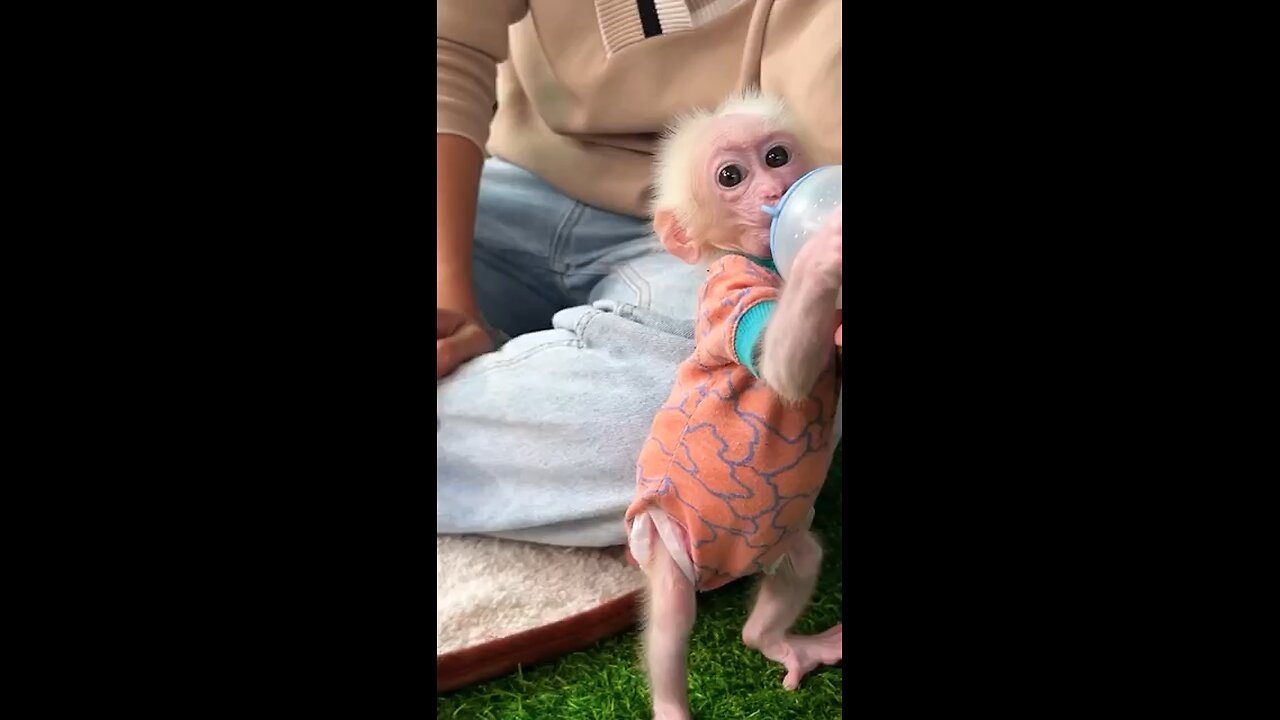 Cute monkey